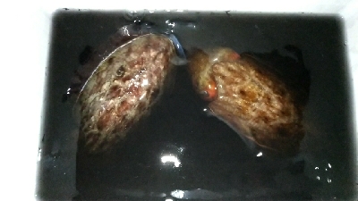 元旦初釣りエギング